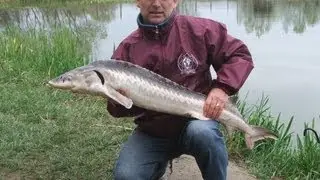 Sződ, Ordas Tavak - VIP tó