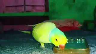Parrot Betu Ka Gussa Dekho Itna Gussa Kon Karta Hai 😊🦜 Mitthu Pretty 😍 || Cute Green Parrot 🦜 Mitthu