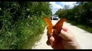 Ruddy Daggerwing Butterfly- Loop Road, Big Cypress, FL