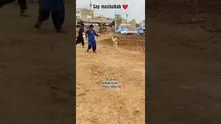 #cattlemarketkarachi #jameelmemon #viral #trending #like #subscribe #shorts #cow #cowlover #video