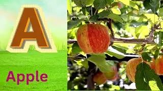 ABC Phonics Song | Alphabet letter sounds | ABC learning for toddlers | Education ABC Nursery Rhymes