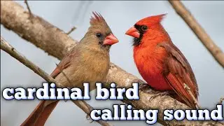 Cardinal Bird Calling Sound New 2025 | Identify the Northern Cardinal Song & Call &ndash; Bird Call Hub