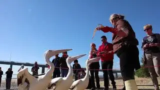 Pelicans Feeding - San Remo Co Op