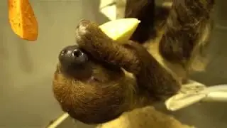 Sloth Crunching Apples ASMR