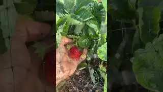 How to get larger strawberries! Giant strawberries!