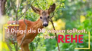 3 Dinge die du wissen solltest über Rehe