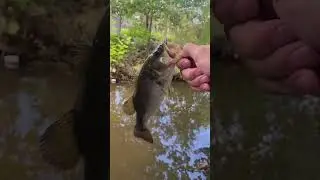 Urban fishing in creek!! #bass #bassfishing #subscribe #shorts #fishing