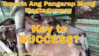 Goat Farming Native Pig Farming Sanib Pwersa Equals Very Big Income | Best AGRIBUSINESS to Start