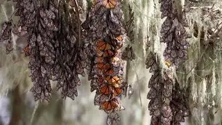 Butterfly Hibernation | Do you know