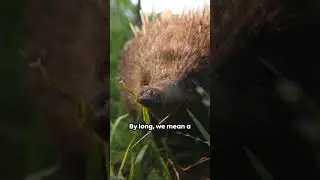 Extinct Mammal's Rediscovered!  #facts #history #learning #nature #earth #animal #rainforest #rain