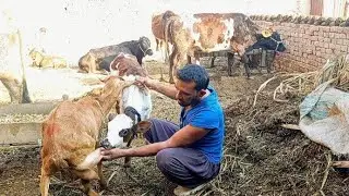 Goat Milking Daily Routine - Village Animals Life Vlog 😍