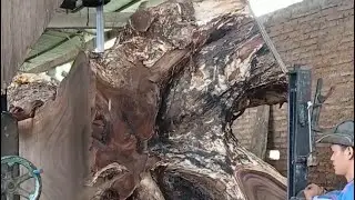 Big tree!! Cutting a full video!!#nature #wood #woodscraft #woodstatue #cuttingwood 