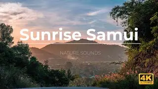 Звуки утреннего Самуи // Sunrise Samui // Nature sounds - 4K