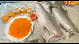 📍🐟 Chinook Vedder fishing, Roe curing, Air-drying Jerky #chinookjerky #vedderriver #chinooksalmon