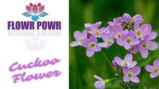 Cuckoo Flower