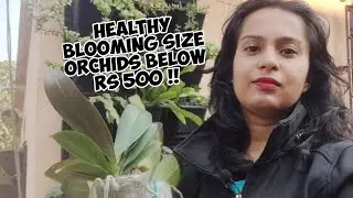 Diya Orchids | Orchid Unboxing and Review | The Healthiest Orchids Online?| Whimsy Crafter