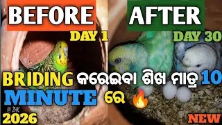 🛑BRIDING କରାଇବା ଶିଖ ମାତ୍ର 10 MINUTE ରେ 🔥🔥Learn To Get Breeding Done In Just 10 Minutes.