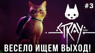 ВЕЛИКОЕ ПРИКЛЮЧЕНИЕ ПРОДОЛЖАЕТСЯ! STRAY НА PS5 PRO - ЧАСТЬ 3