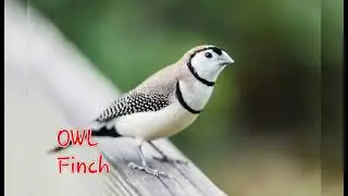Exotic Mutation finches