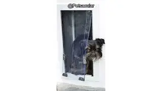 Security Boss MaxSeal Pet Door Review: Is Its Weatherproof Seal Worth the Investment?