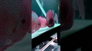 Feeding Super Panthera Discus ❤️
