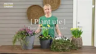 Disse v&aring;rblomstene t&aring;ler noen kuldegrader
