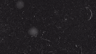 White Dust Particles In Space Stock Motion Graphics