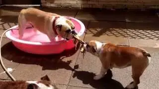 Warwicks Shelby and Murphy Bulldogs playing