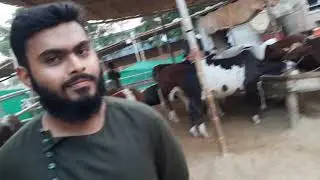 SUFI CATTLE FARM