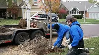 Ash Tree Removal and Replacement Program