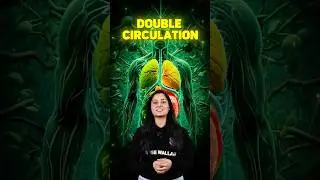 Learn Double Circulation in 1 Minute! 🩺⏱️ #DoubleCirculation #QuickLearning #HeartCare