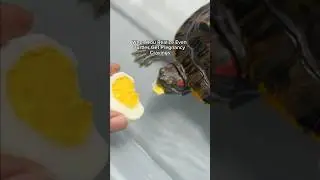 Did You Know That Pregnant Turtles Only Crave Protein? #turtlefacts #feedingtime #petturtle