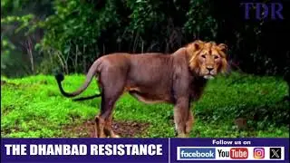 WorldLionDay2025 | Guj CM Bhupendra Patel & UN Minister Bhupender Yadav at Barda Sanctuary #SaveLion
