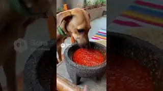 Firulais se echilo! Perro huevero aunque le quemen el hocico 😂😂😂