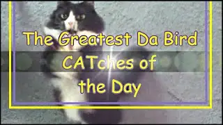 Da Bird Games - Greatest CATches of the Day
