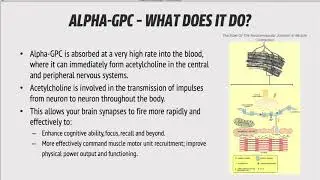 Increase Focus & Clarity with AlphaSize&reg; Alpha-GPC & Xendurance Focus