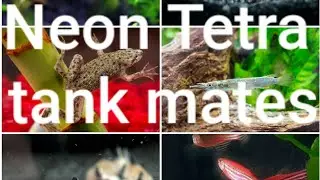 #Neon tetra best  tank mates