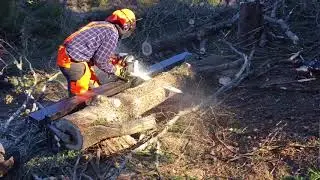 S&aring;ga ekplank i skogen