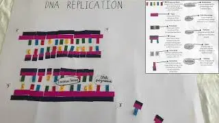 DNA REPLICATION stop motion - Biology year 12