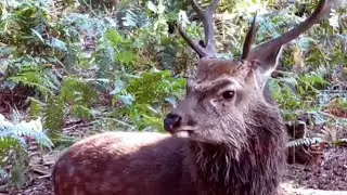 Sika deer with sweet rutting sound /Sika Hirsch mit s&uuml;&szlig;em Brunftger&auml;usch