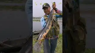 Big size Snakehead