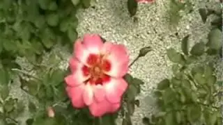 Kidz 'n' Roses: Rose Hybridizer Jim Sproul