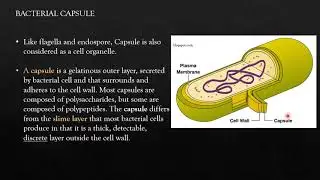 CAPSULE STAINING- Maneval's methods (VIVA QUES) | FY BSc Microbiology practical series |Microbiology