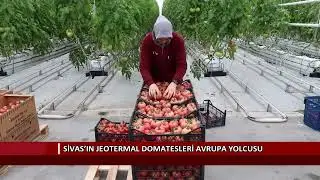 Sivas’ın jeotermal domatesleri Avrupa yolcusu