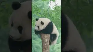 Adorable chubby panda finds itself in a tree-topping #panda #cutenessoverload #pandarelaxation #cute