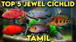 Top 5 jewel cichlid fish | tamil