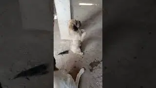 My dog thanks me. #youtubeshorts #love #shorts