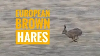 European Brown Hares | March Hares | Lepus europaeus