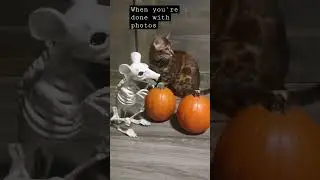 Ellie: Done with photos #bengalcat #cat #halloween #pumpkin #cutecat #shorts #catvideos #cute #cats