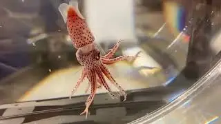 Strawberry Squid AKA cockeyed squid Histioteuthis heteropsis